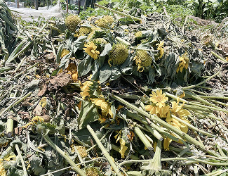 廃棄された花の山